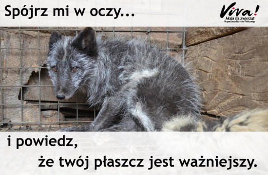 Pomagamy.im: Pomóż nam w walce o zakaz hodowli zwierząt na futro w Polsce